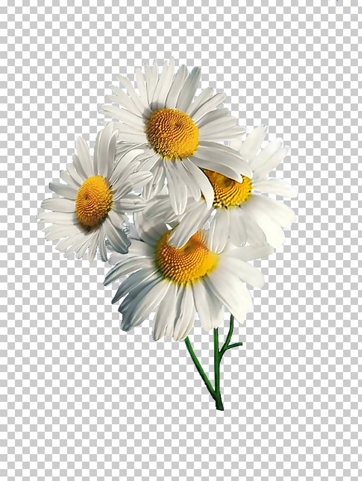 Detail Chamomile Png Nomer 11