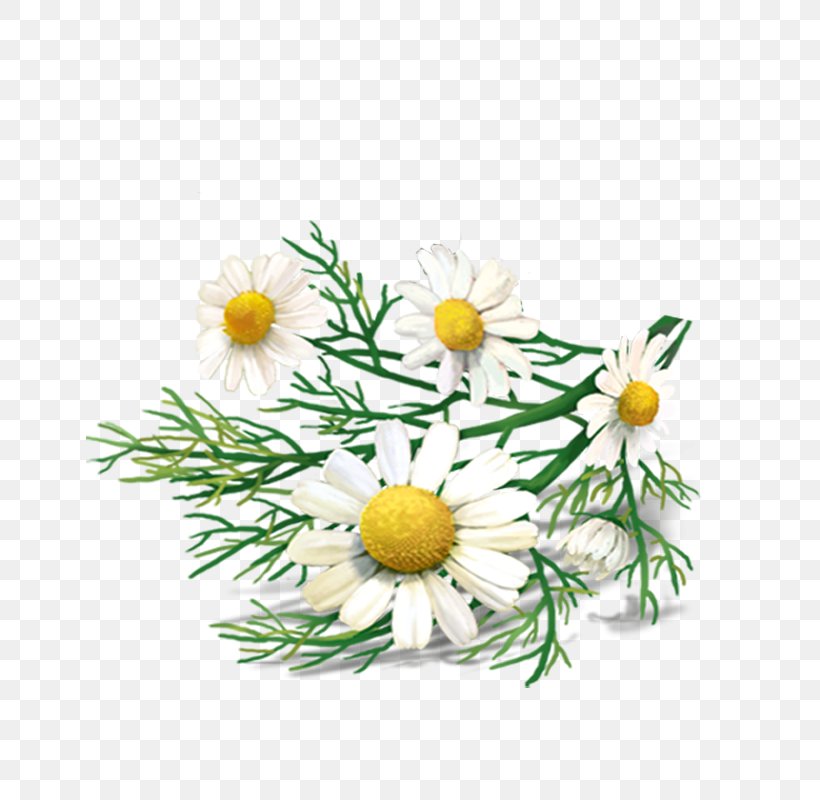 Detail Chamomile Png Nomer 12