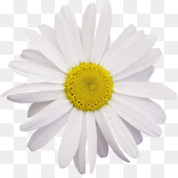 Detail Chamomile Png Nomer 13