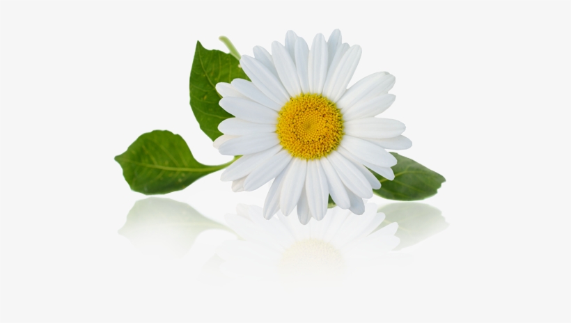 Detail Chamomile Png Nomer 14