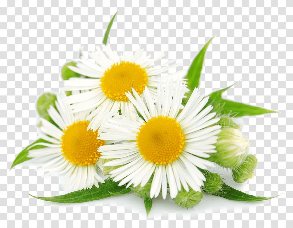 Detail Chamomile Png Nomer 15