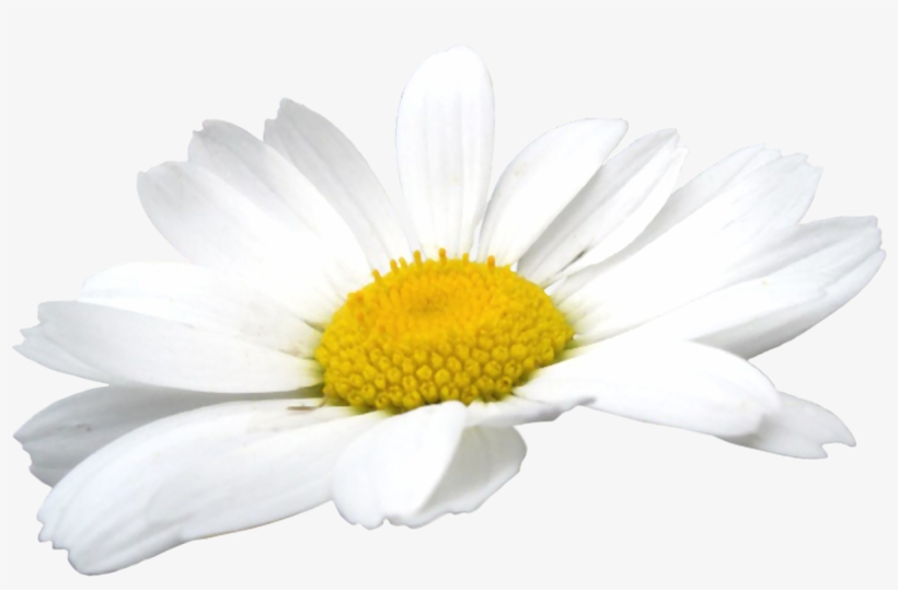 Detail Chamomile Png Nomer 16