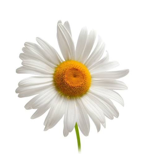 Detail Chamomile Png Nomer 18