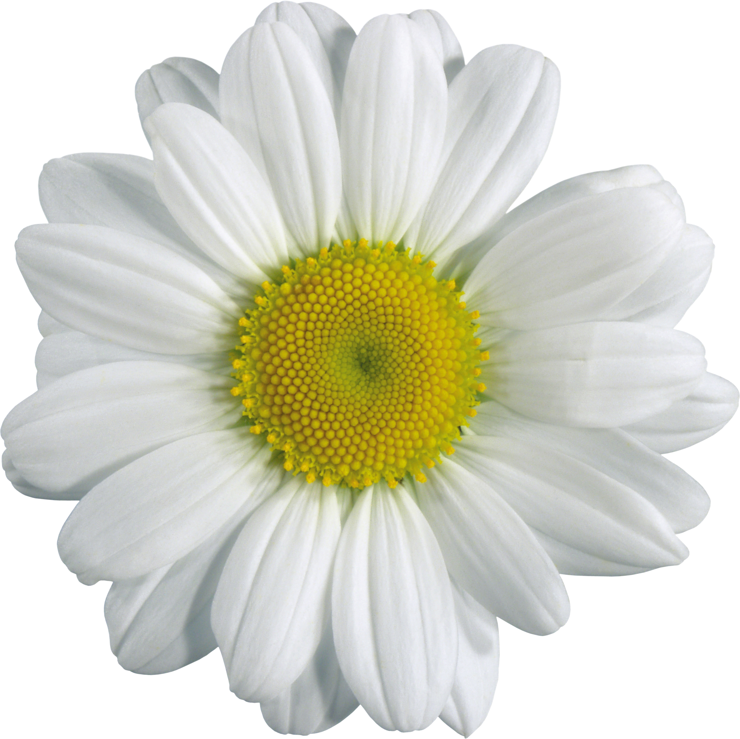 Detail Chamomile Png Nomer 19