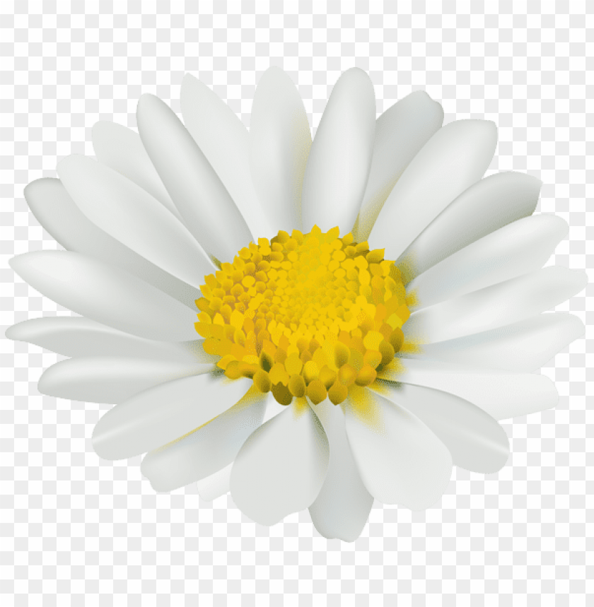 Detail Chamomile Png Nomer 21