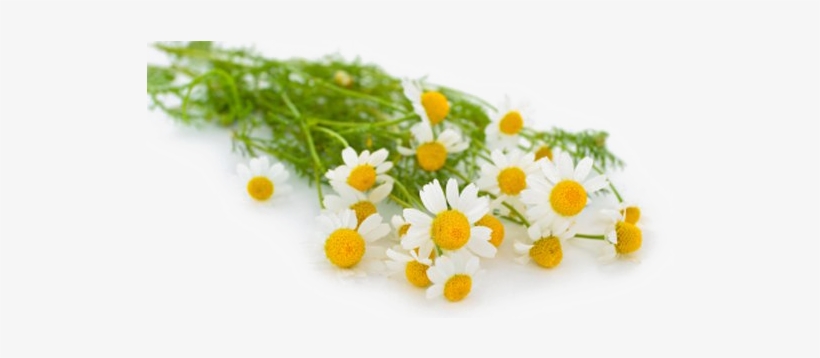 Detail Chamomile Png Nomer 24