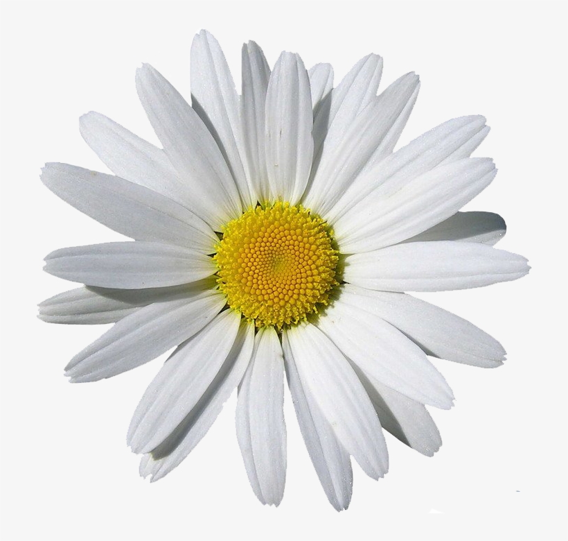 Detail Chamomile Png Nomer 25