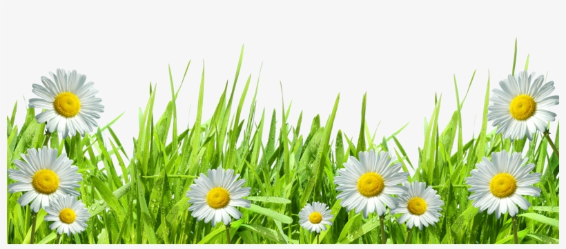 Detail Chamomile Png Nomer 27
