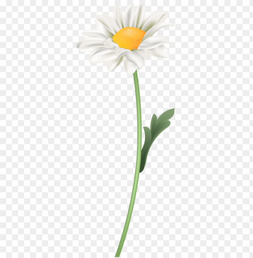 Detail Chamomile Png Nomer 28