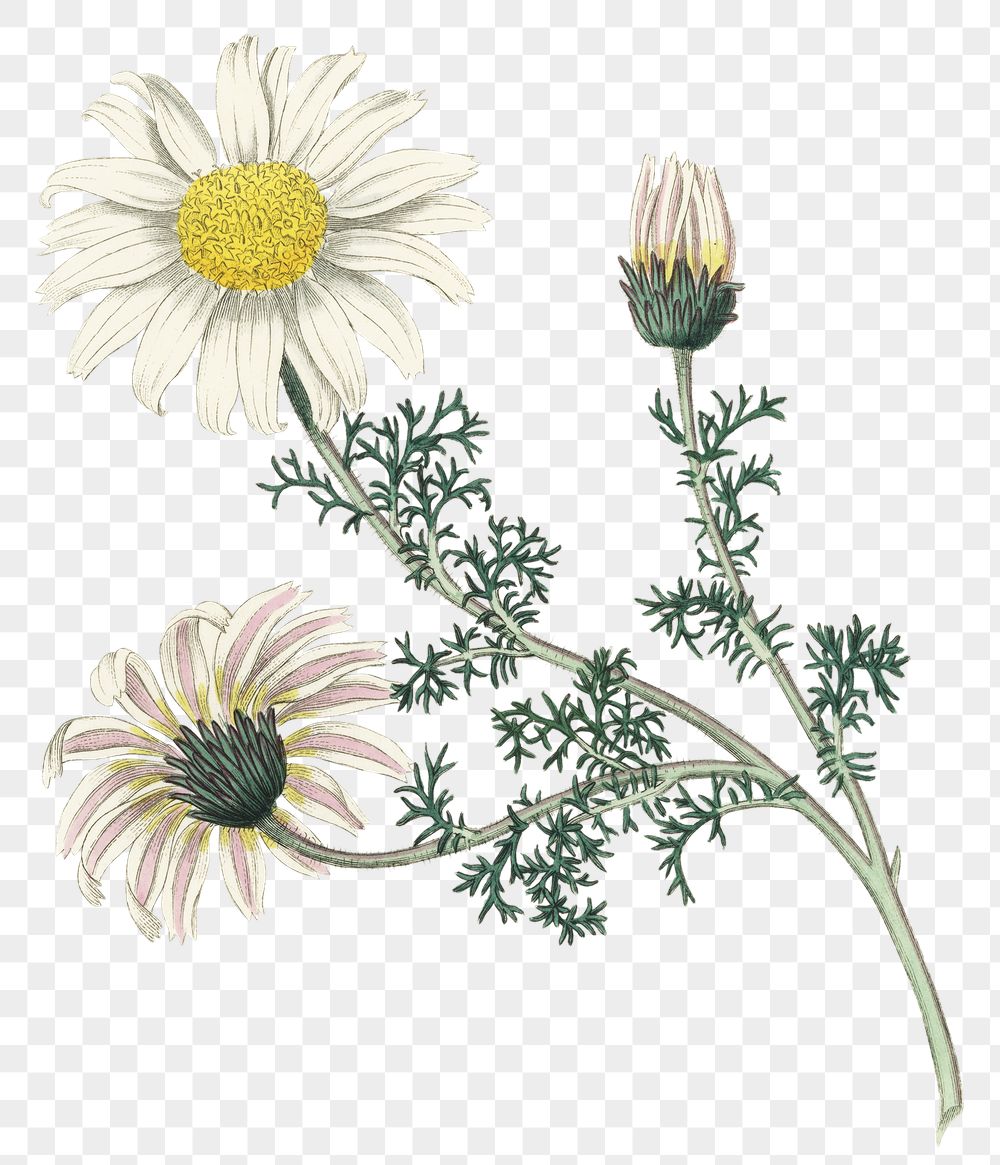 Detail Chamomile Png Nomer 29