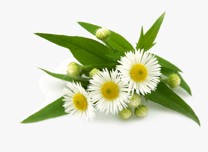 Detail Chamomile Png Nomer 30
