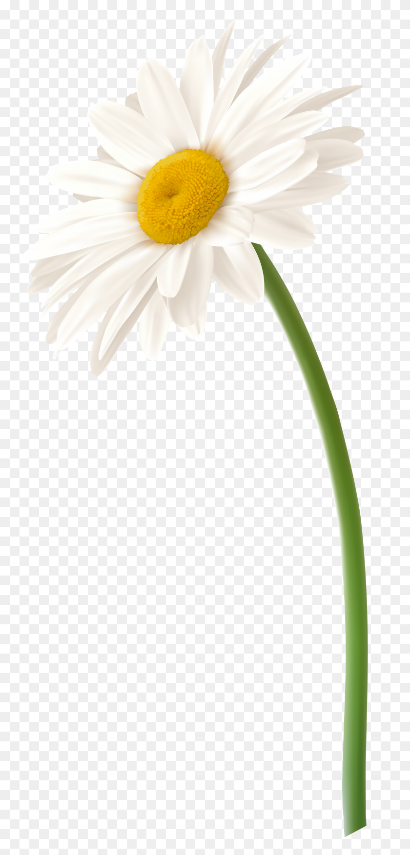 Detail Chamomile Png Nomer 31
