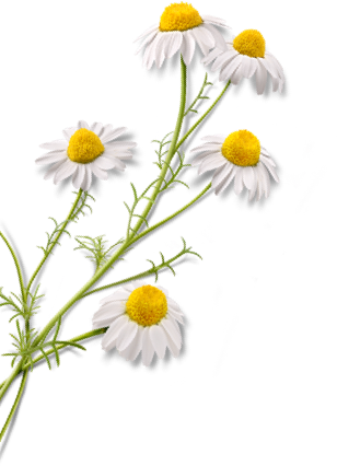 Detail Chamomile Png Nomer 34