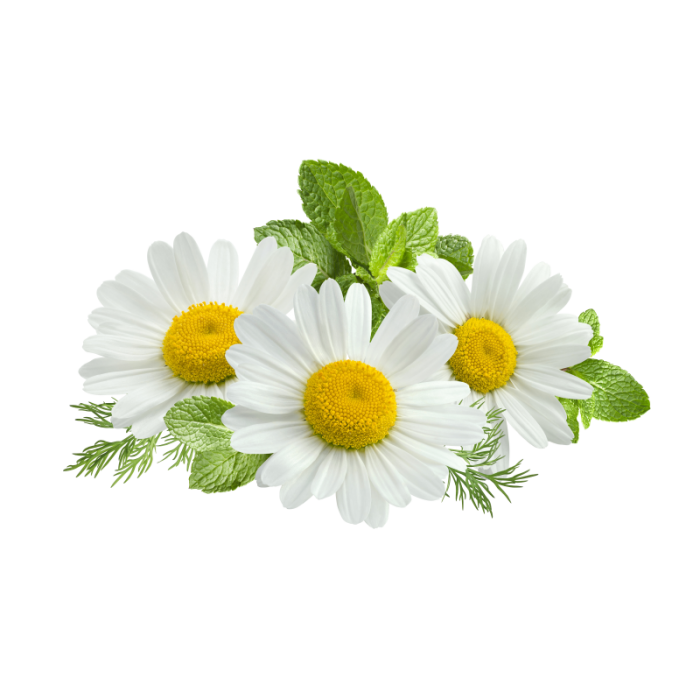 Detail Chamomile Png Nomer 35