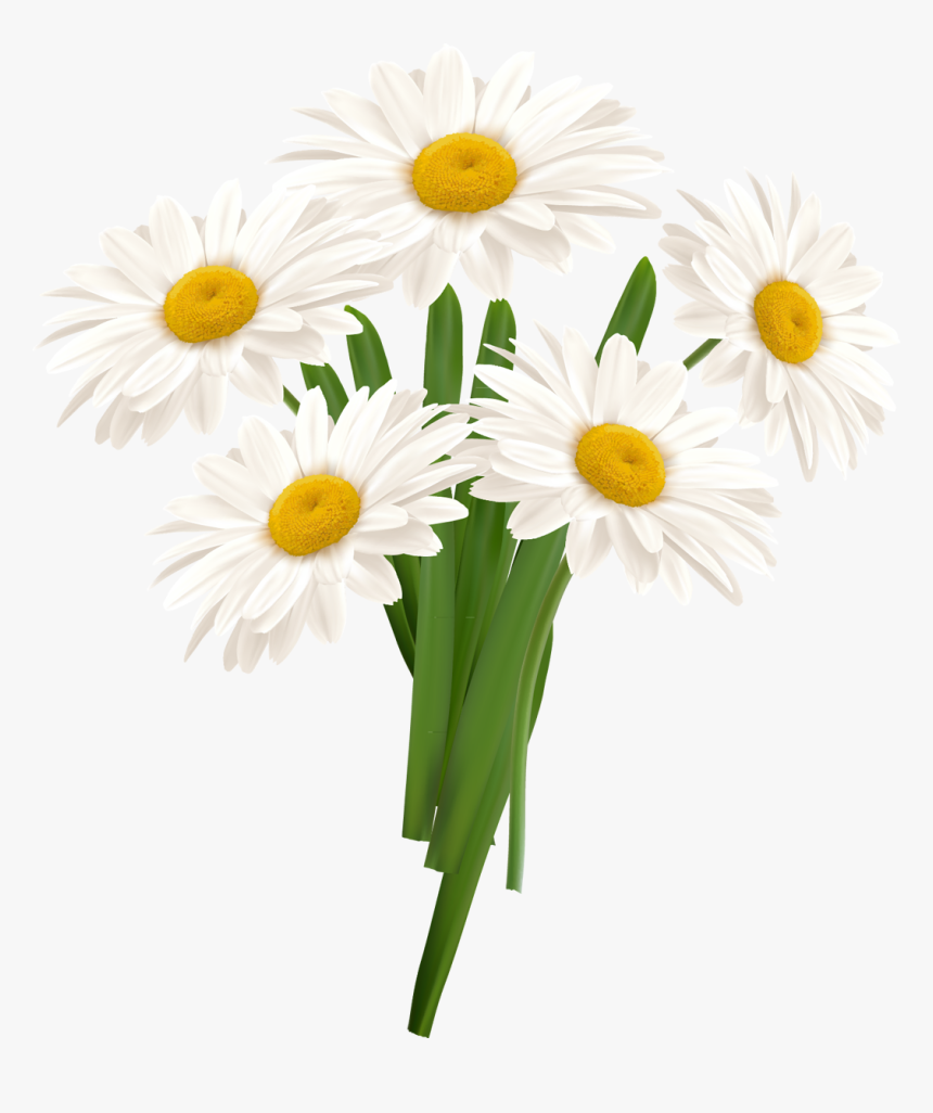 Detail Chamomile Png Nomer 37