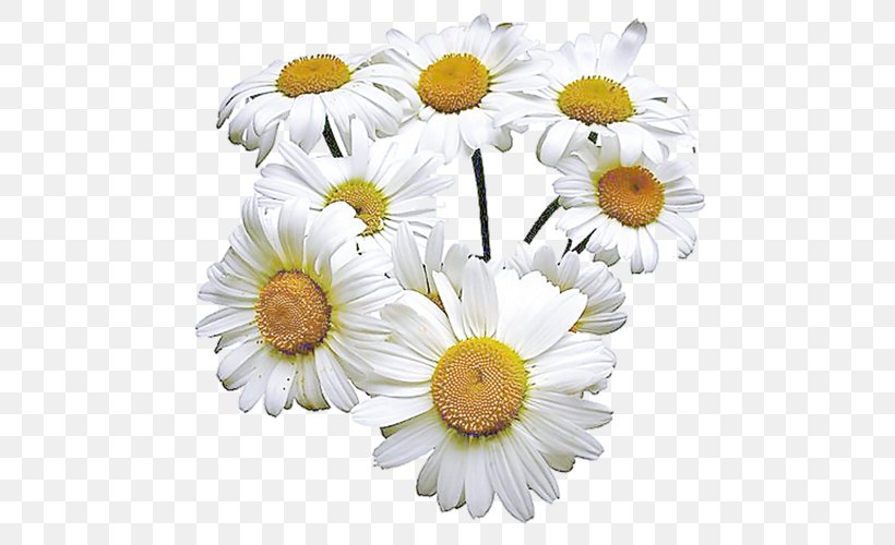 Detail Chamomile Png Nomer 38