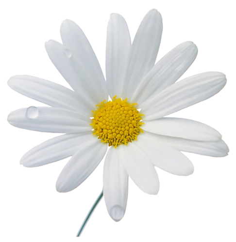 Detail Chamomile Png Nomer 39