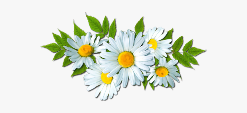 Detail Chamomile Png Nomer 40