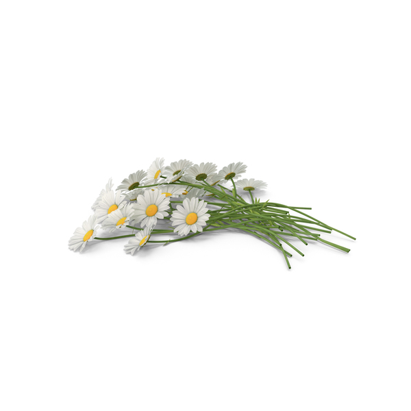 Detail Chamomile Png Nomer 41