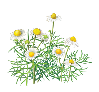 Detail Chamomile Png Nomer 42