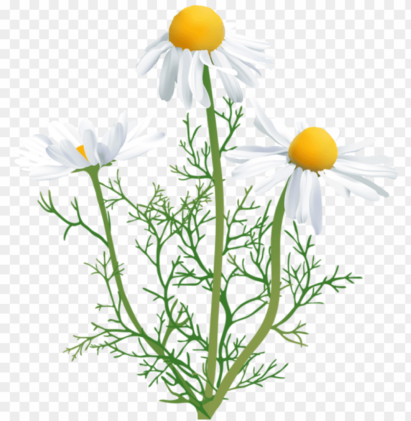 Detail Chamomile Png Nomer 43