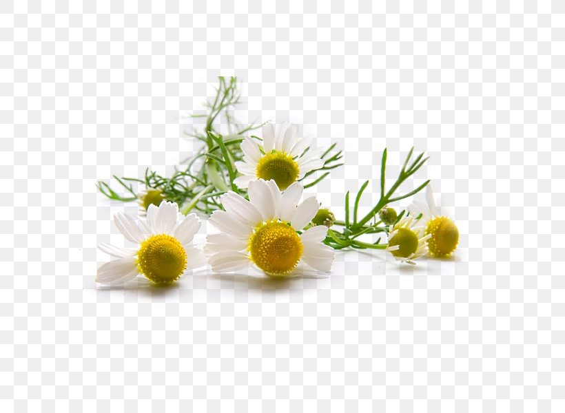 Detail Chamomile Png Nomer 44