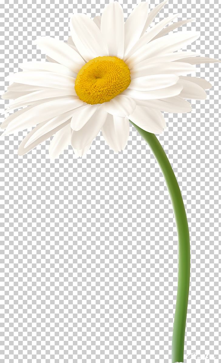 Detail Chamomile Png Nomer 45