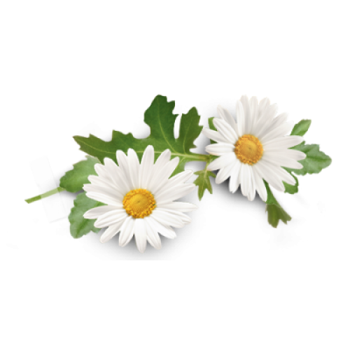 Detail Chamomile Png Nomer 46