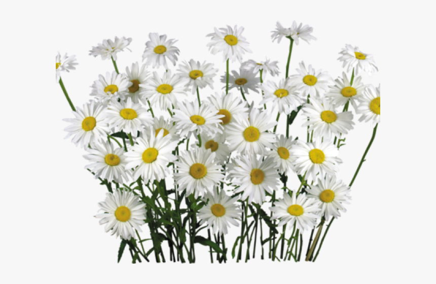 Detail Chamomile Png Nomer 47