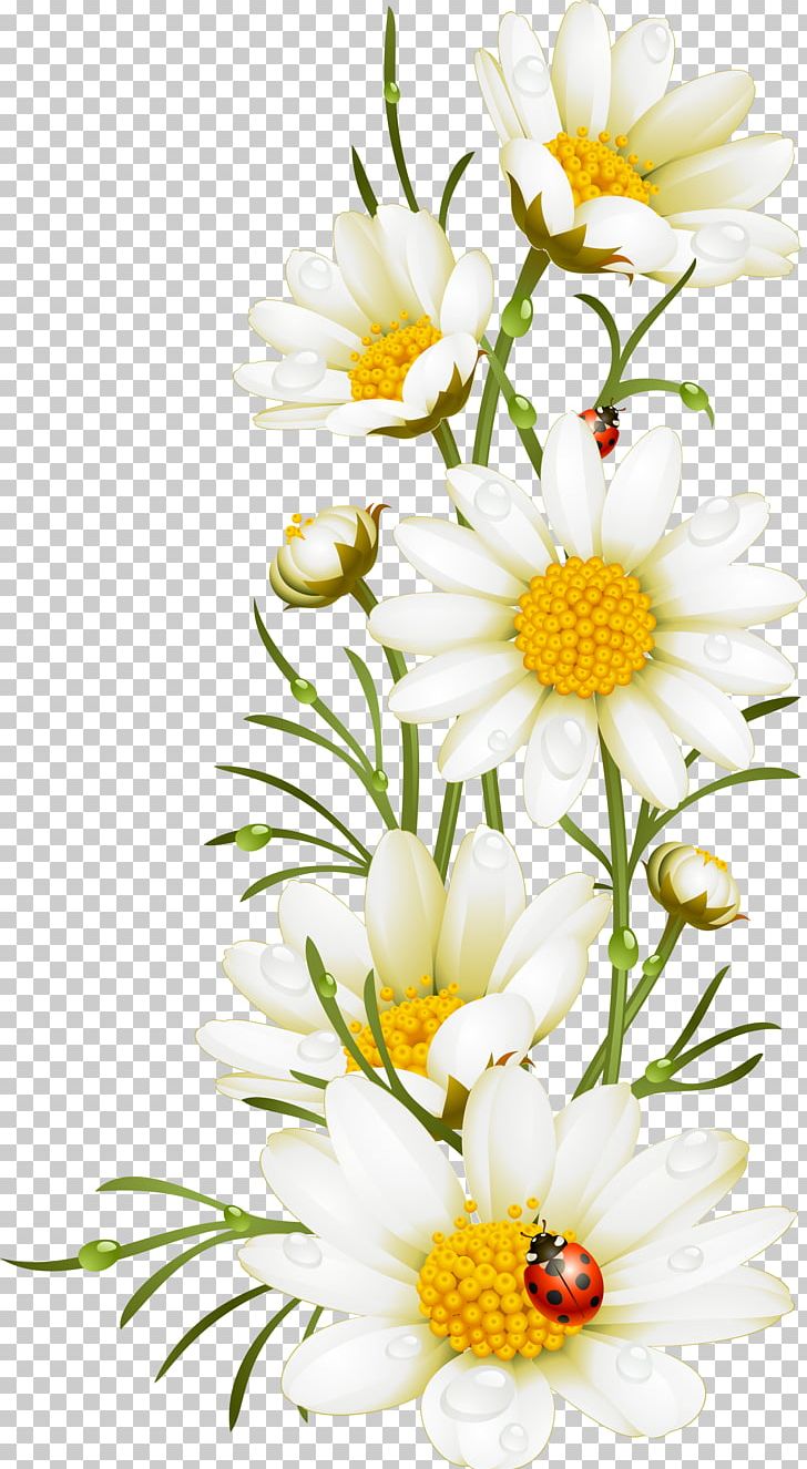 Detail Chamomile Png Nomer 48