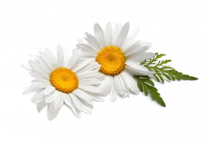 Detail Chamomile Png Nomer 6