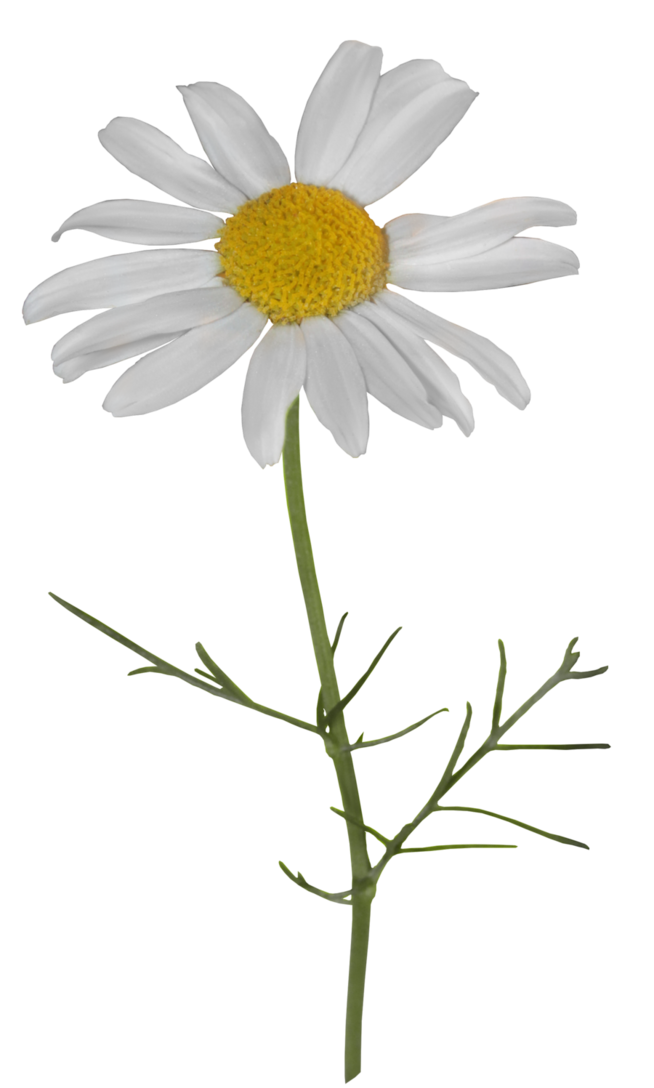 Detail Chamomile Png Nomer 49