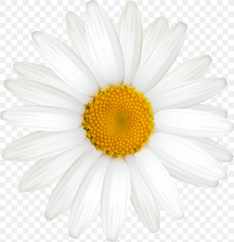 Detail Chamomile Png Nomer 50