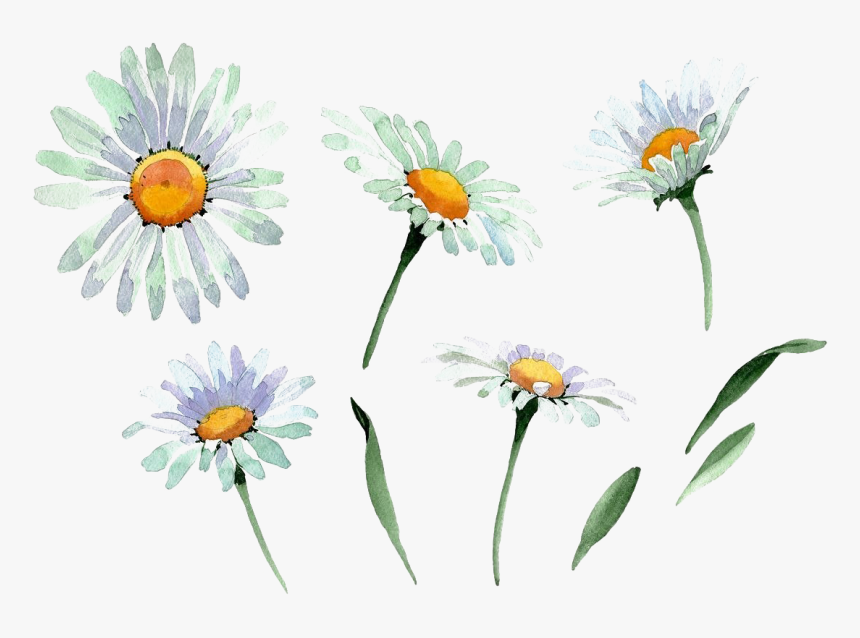 Detail Chamomile Png Nomer 51