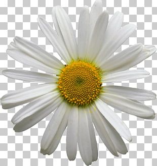 Detail Chamomile Png Nomer 52