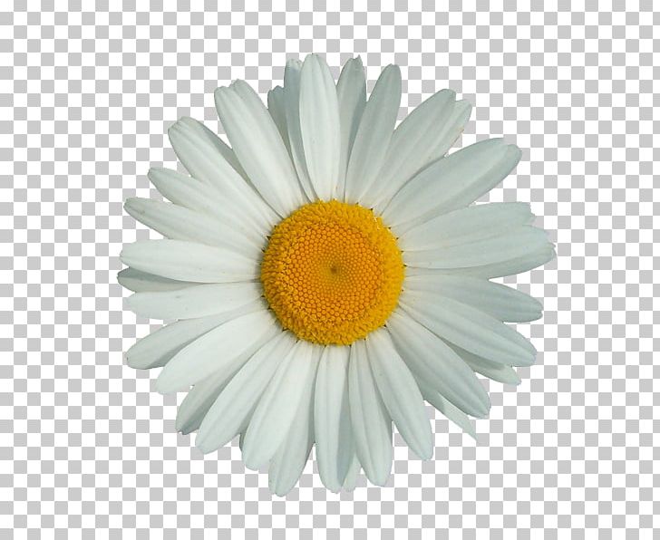 Detail Chamomile Png Nomer 56
