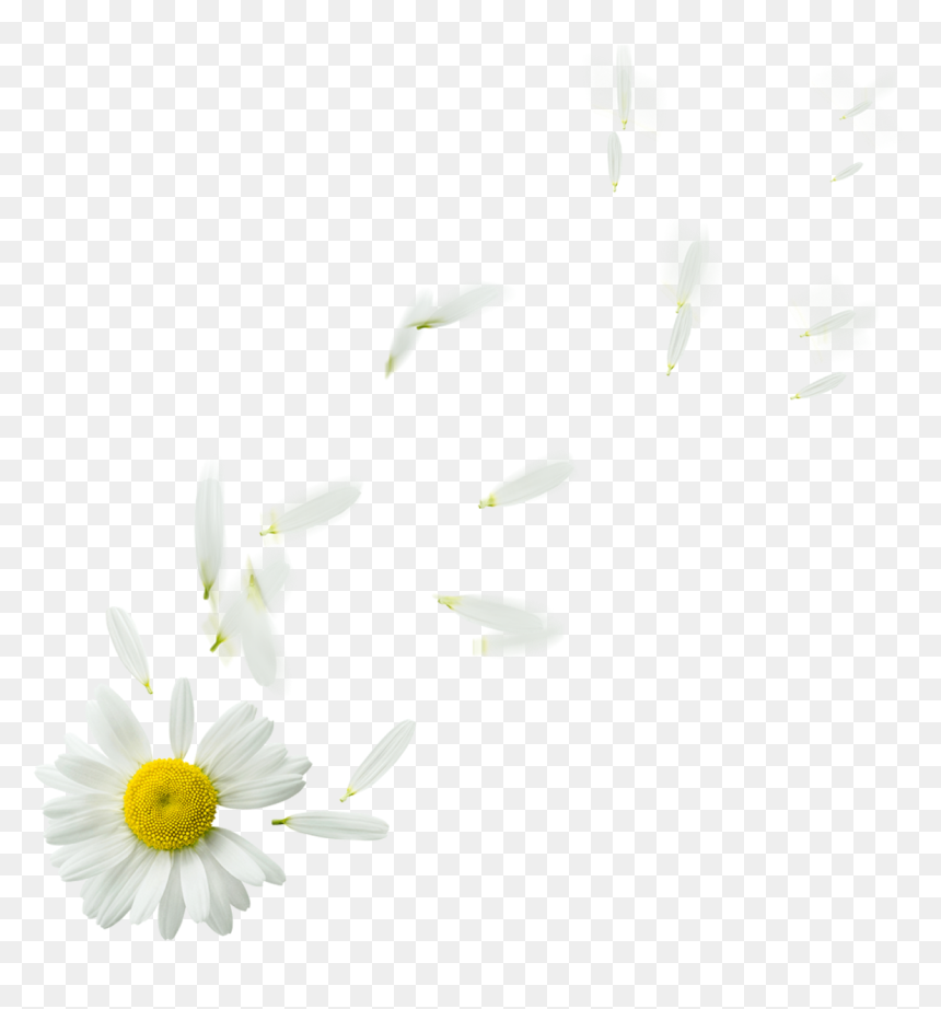 Detail Chamomile Png Nomer 57