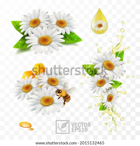 Detail Chamomile Png Nomer 58