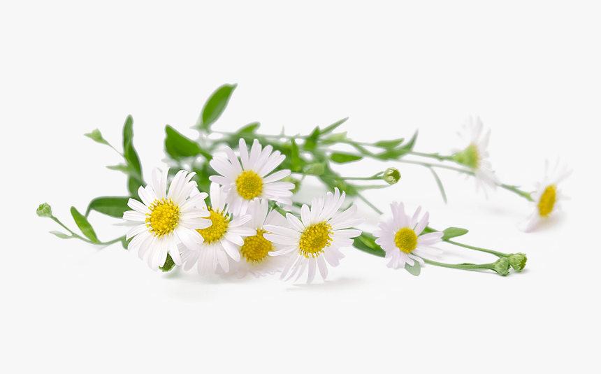 Detail Chamomile Png Nomer 8