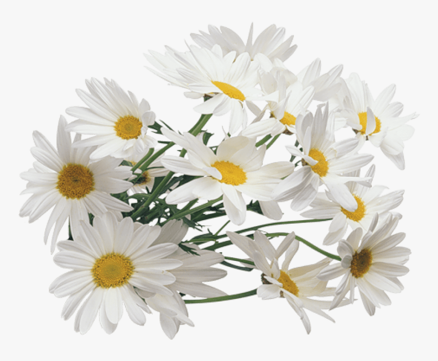 Detail Chamomile Png Nomer 9