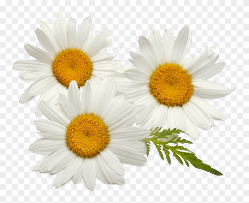 Detail Chamomile Png Nomer 10