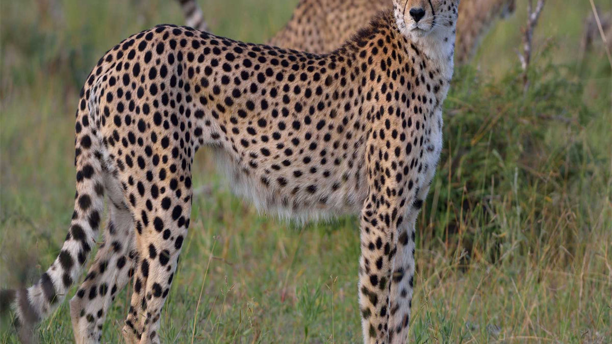 Detail Cheeta Images Nomer 11