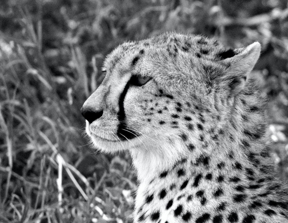 Detail Cheeta Images Nomer 35
