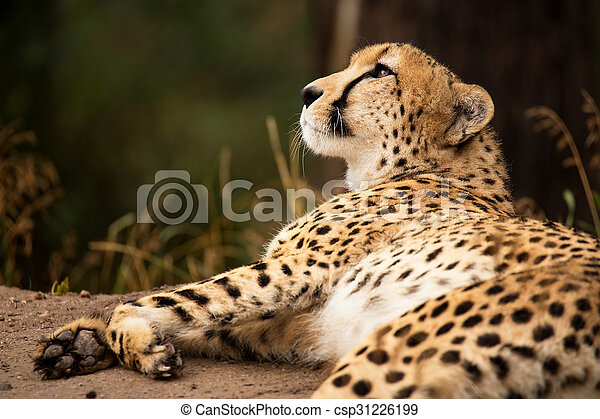 Detail Cheeta Images Nomer 49