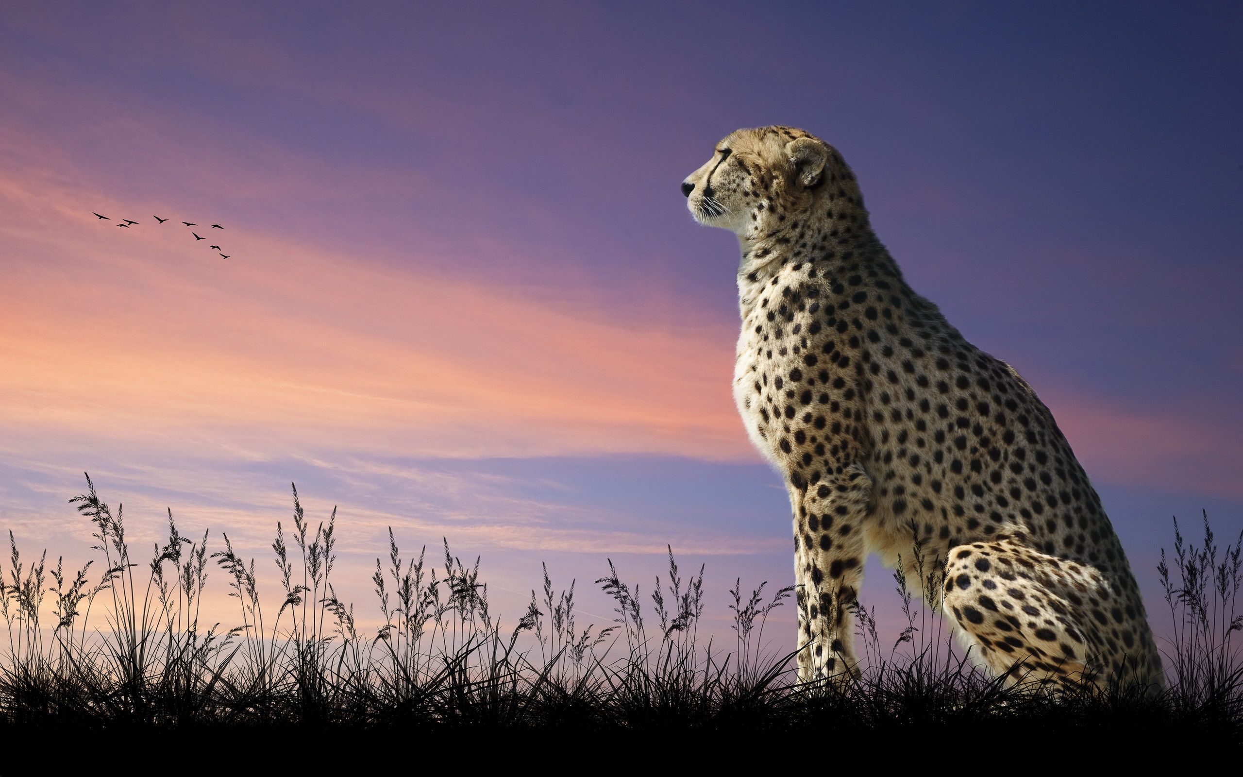 Detail Cheetah Background Images Nomer 2