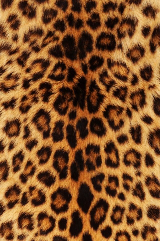 Detail Cheetah Background Images Nomer 13