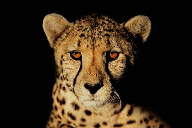 Detail Cheetah Background Images Nomer 53