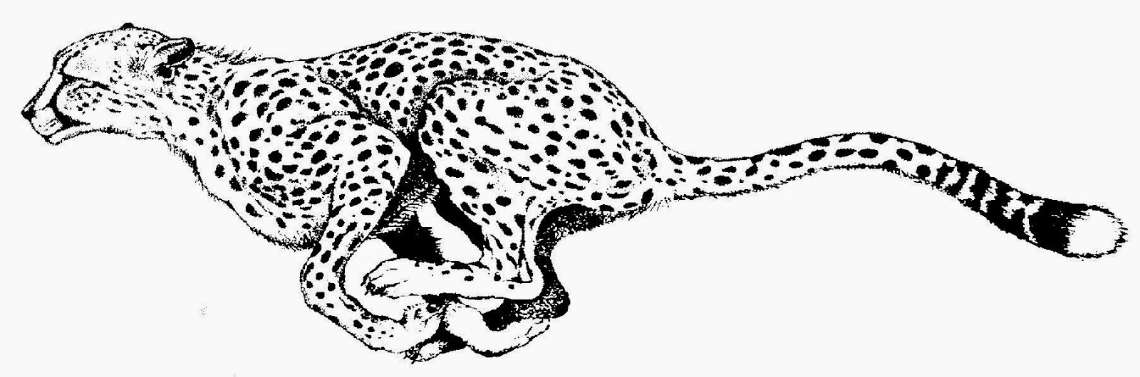 Cheetah Clipart Black And White - KibrisPDR