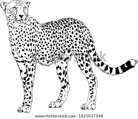 Detail Cheetah Clipart Black And White Nomer 11