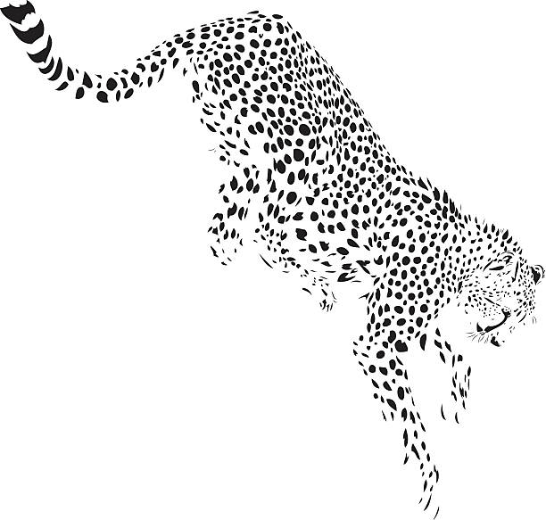 Detail Cheetah Clipart Black And White Nomer 21